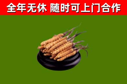 北京回收冬虫夏草